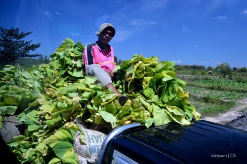 tembakau yang memenuhi pick up