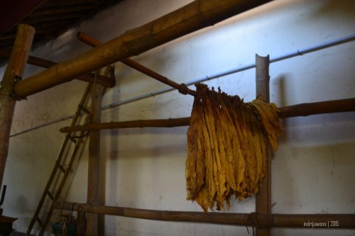 daun tembakau kering yang di-gelantang