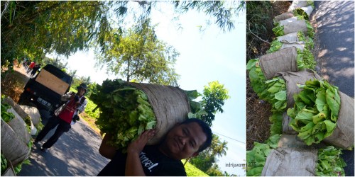 daun tembakau dikumpulkan sebelum diangkut ke oven