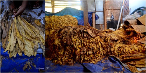 tembakau kering yang siap dikirim ke gudang