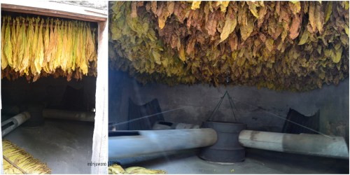 daun tembakau yang disusun di dalam oven. panas dialirkan dalam pipa yang berputar di dalam oven menciptakan hawa panas