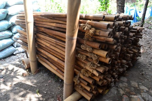 gelantang bambu untuk merangkai tembakau