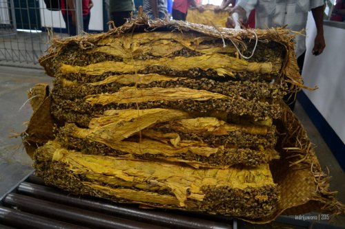 tembakau yang baru tiba dari petani