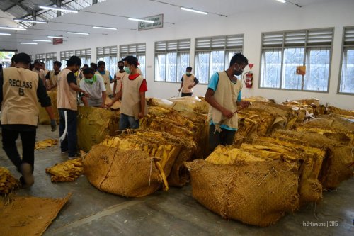 sorting kualitas tembakau