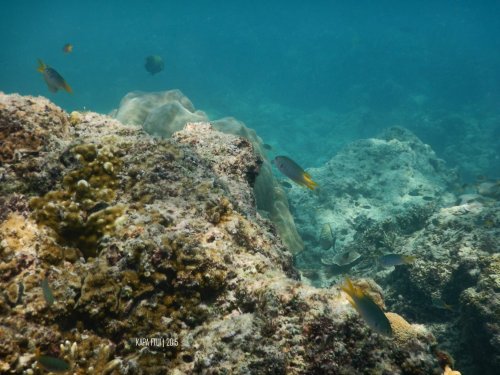 10-mandeh-sumatera-barat-dive-under-water-coral