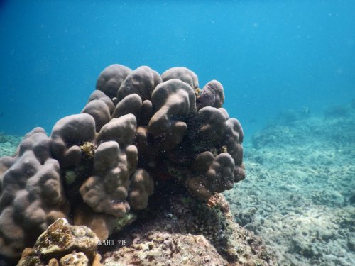 11-mandeh-sumatera-barat-dive-under-water-coral