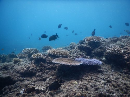 12-mandeh-sumatera-barat-dive-under-water-coral