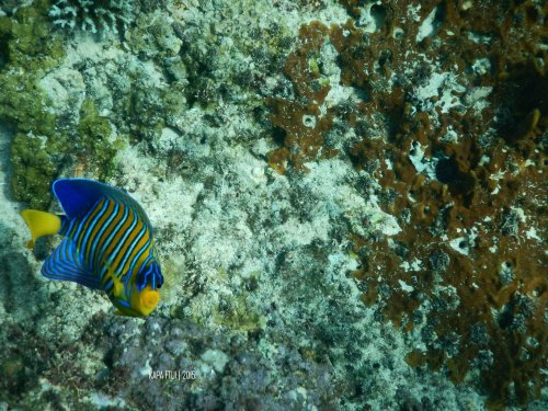 13-mandeh-sumatera-barat-dive-under-water-fish