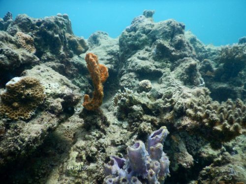 20-mandeh-sumatera-barat-laut-boeloengan-dive-under-water