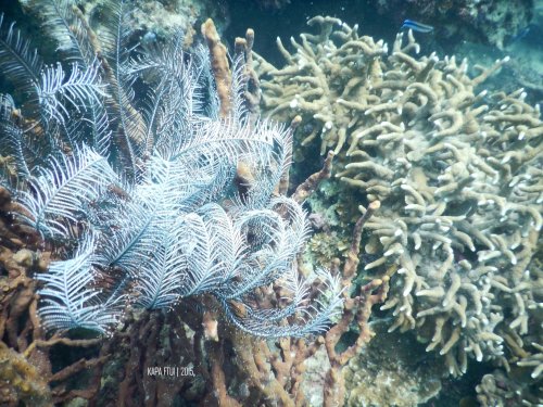 21-mandeh-sumatera-barat-laut-boeloengan-dive-under-water
