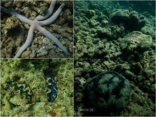 25-mandeh-sumatera-barat-laut-boeloengan-dive-under-water