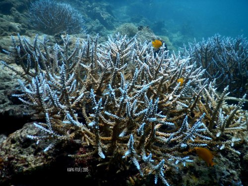 41-mandeh-sumatera-barat-sronjong-cubadak-dive-under-water