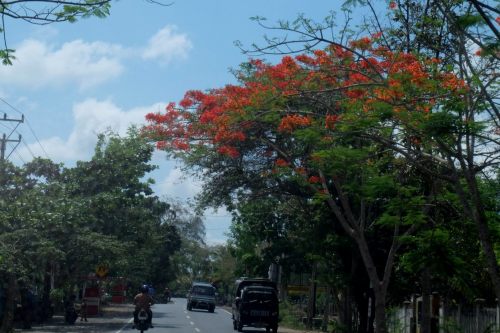 flamboyan-lombok-3