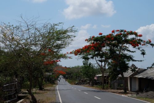 flamboyan-lombok-7