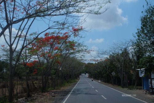 flamboyan-lombok-8