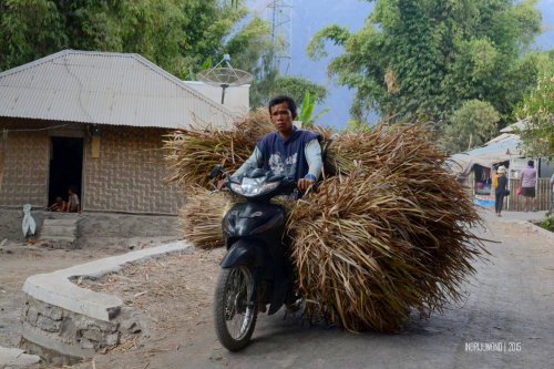 1-sembalun-lombok-penduduk-ilalang