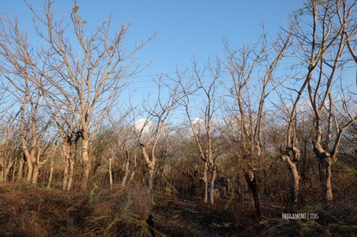 7-1-kupang-pohon-kering