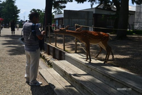 16-nara-japan-deer-park