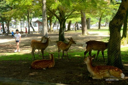 17-nara-japan-deer-park