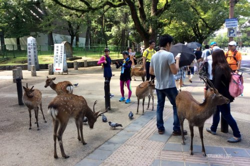 18-nara-japan-deer-park