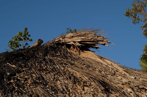 rumah-adat-timor-soe-20