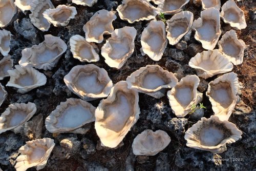 semau-18-pantai-oetebu-garam