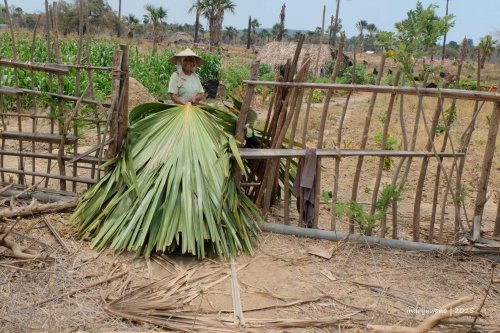 semau-7-ibu-dan daun-gewang-lontar
