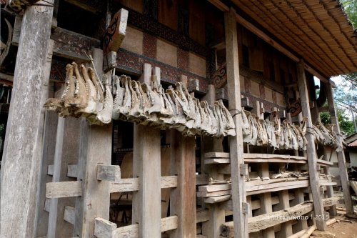 11-toraja-kete-kesu-tongkonan-gigi-babi