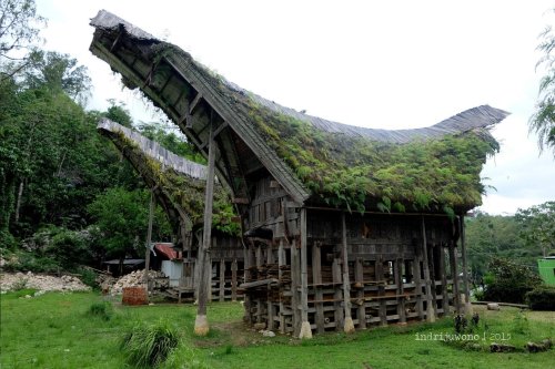 15-toraja-lemo-tongkonan