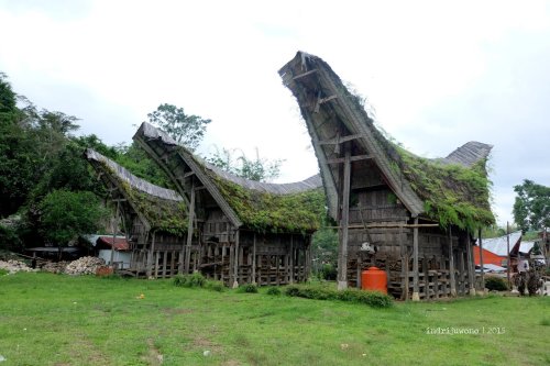 20-toraja-lemo-tongkonan