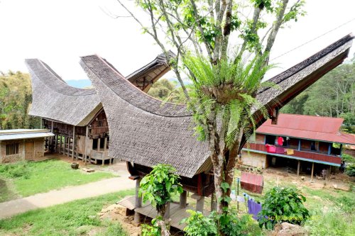 ketemu tongkonan di mana-mana