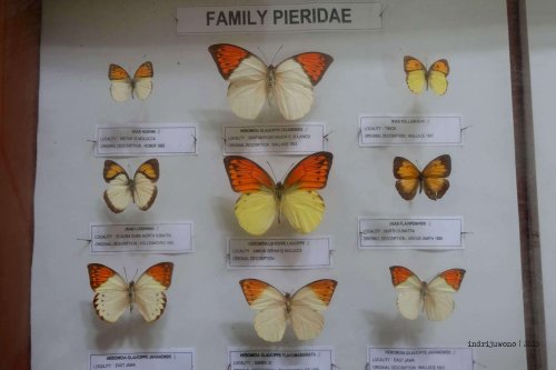 2-bantimurung-leang-leang-kupu-kupu