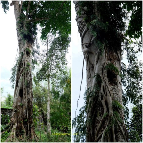 baby graves di atas pohon