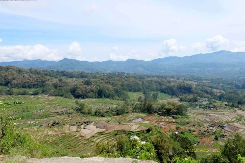 sawah yang diintip dari balik jendela