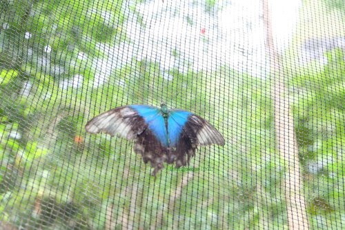 4-bantimurung-leang-leang-kupu-kupu