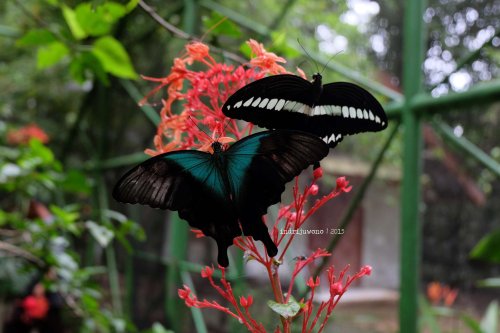 6-bantimurung-leang-leang-kupu-kupu