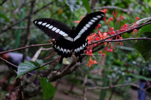 7-bantimurung-leang-leang-kupu-kupu